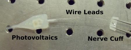 Image: A close-up view of the photovoltaics and fiber optics, wire leads, and nerve cuff of the OPES system.